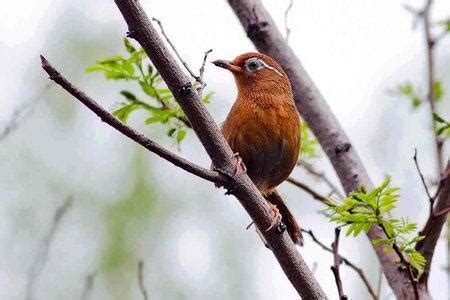 畫眉鳥可以養嗎|畫眉鳥挑選及飼養技巧